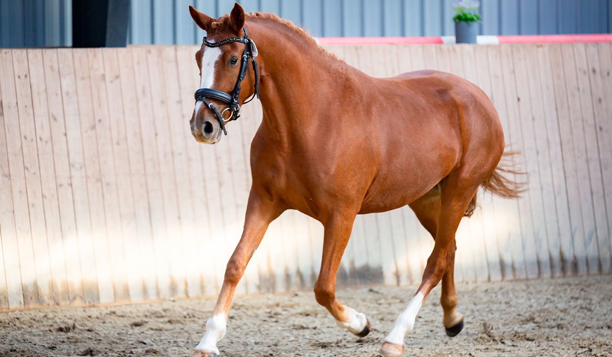 Dia-Sunshine-gallery-3