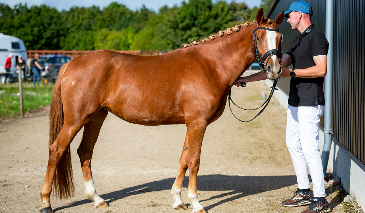 Dia-Sunshine-gallery-4