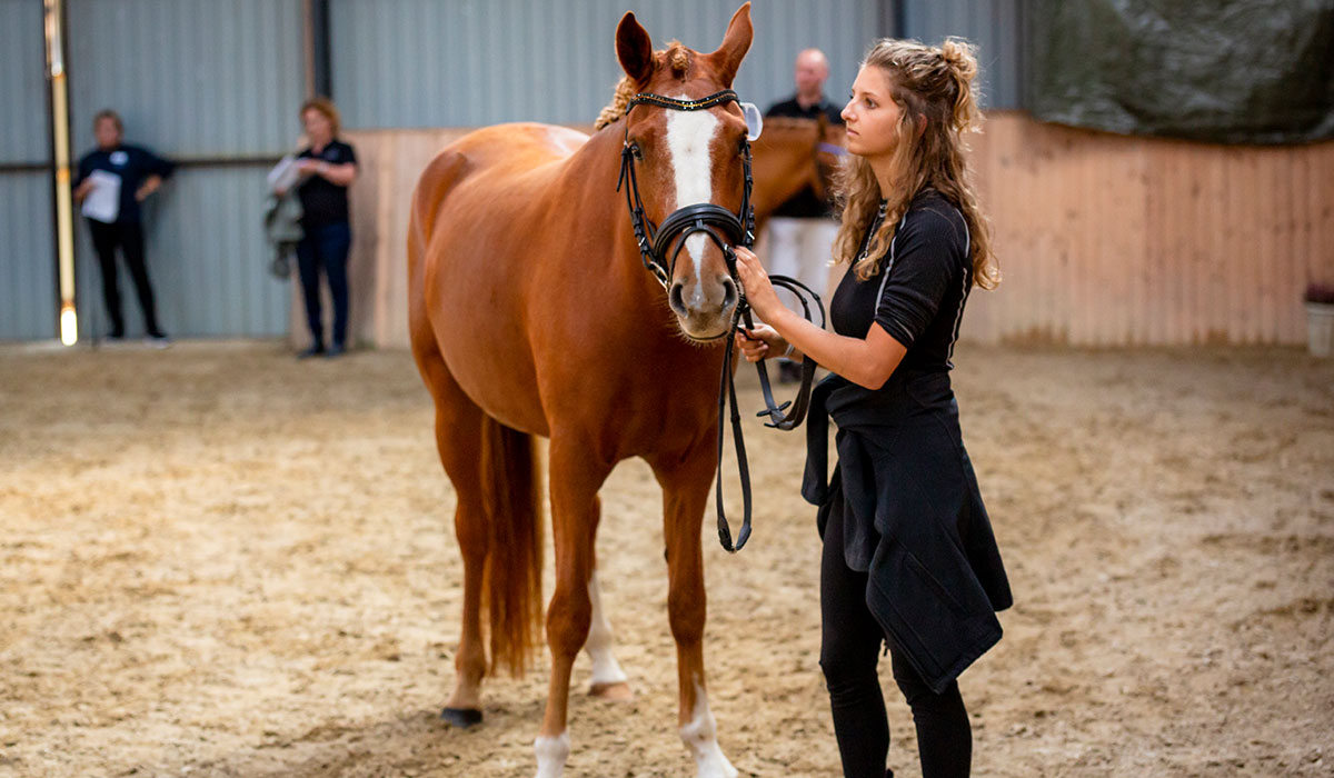 Dia-Sunshine-gallery-5