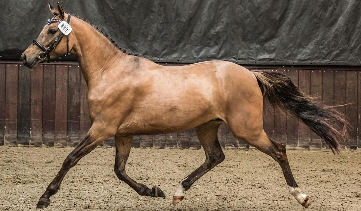 Tårups-Arya-Stark-gallery-1