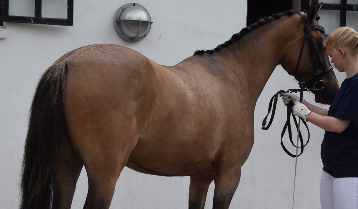 Tårups-Arya-Stark-gallery-2