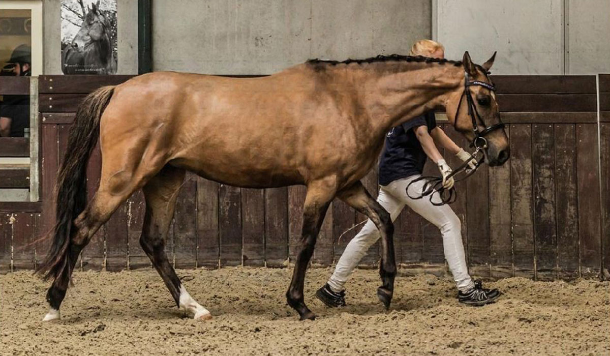 Tårups-Arya-Stark-gallery-4