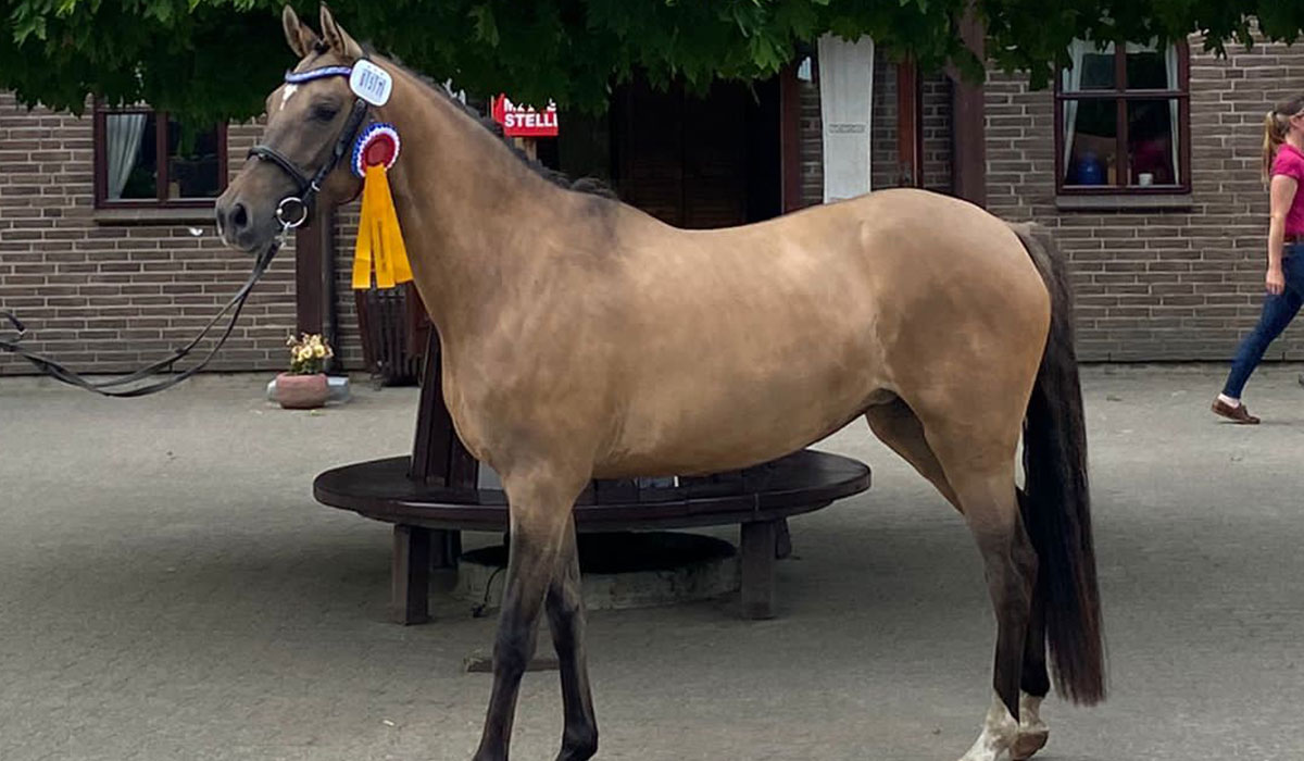 Tårups-Arya-Stark-gallery-5