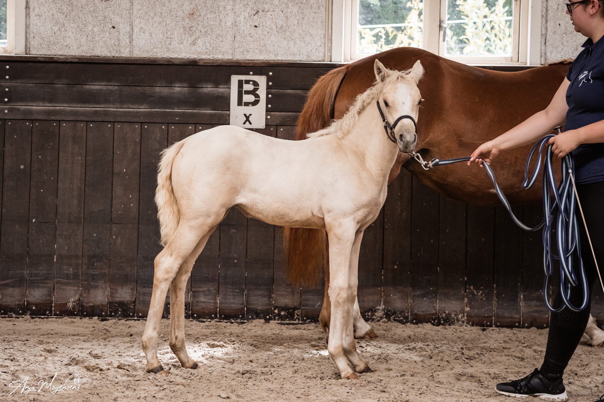 Tårup´s Merveille Blanche