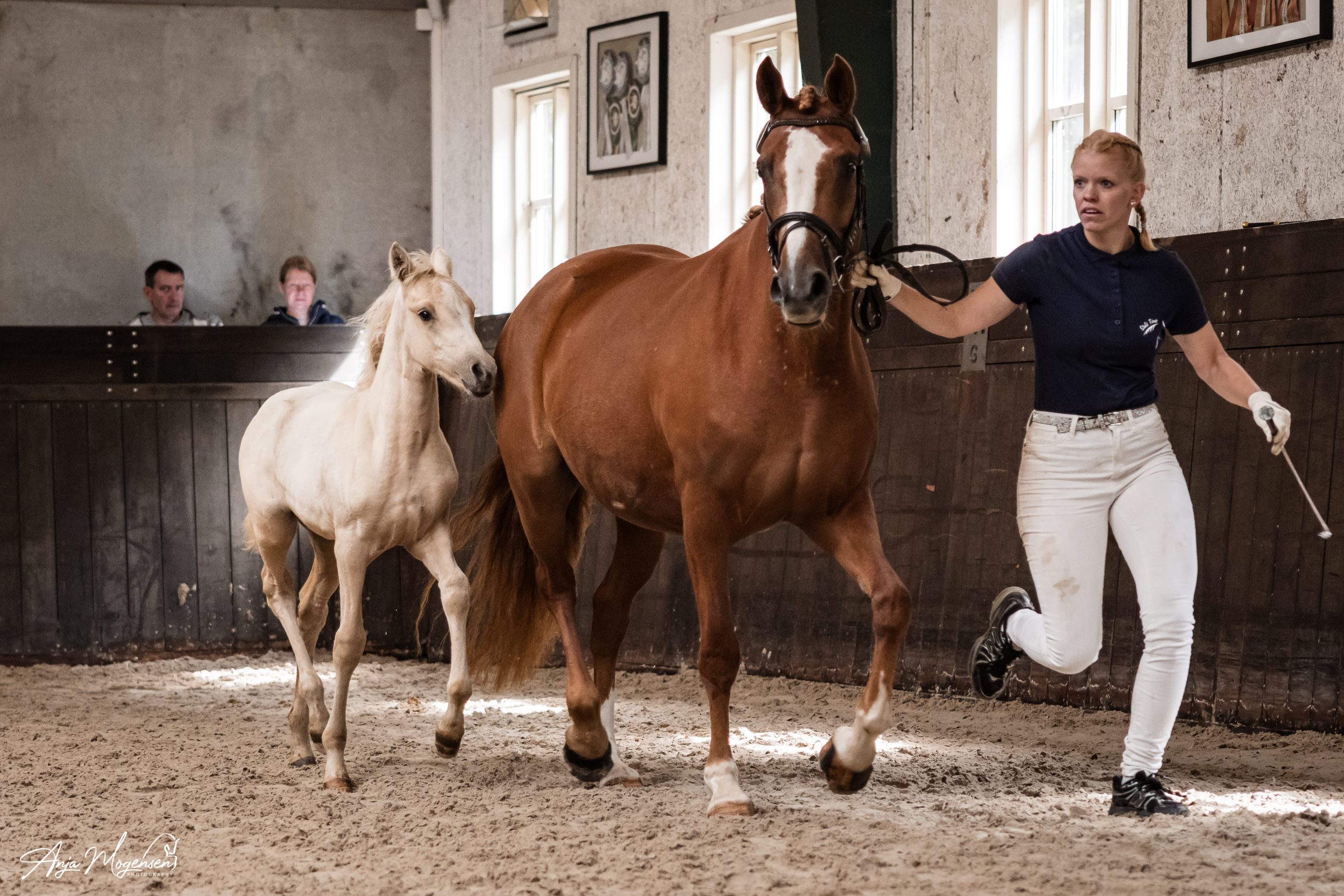 Tårup´s Merveille Blanche