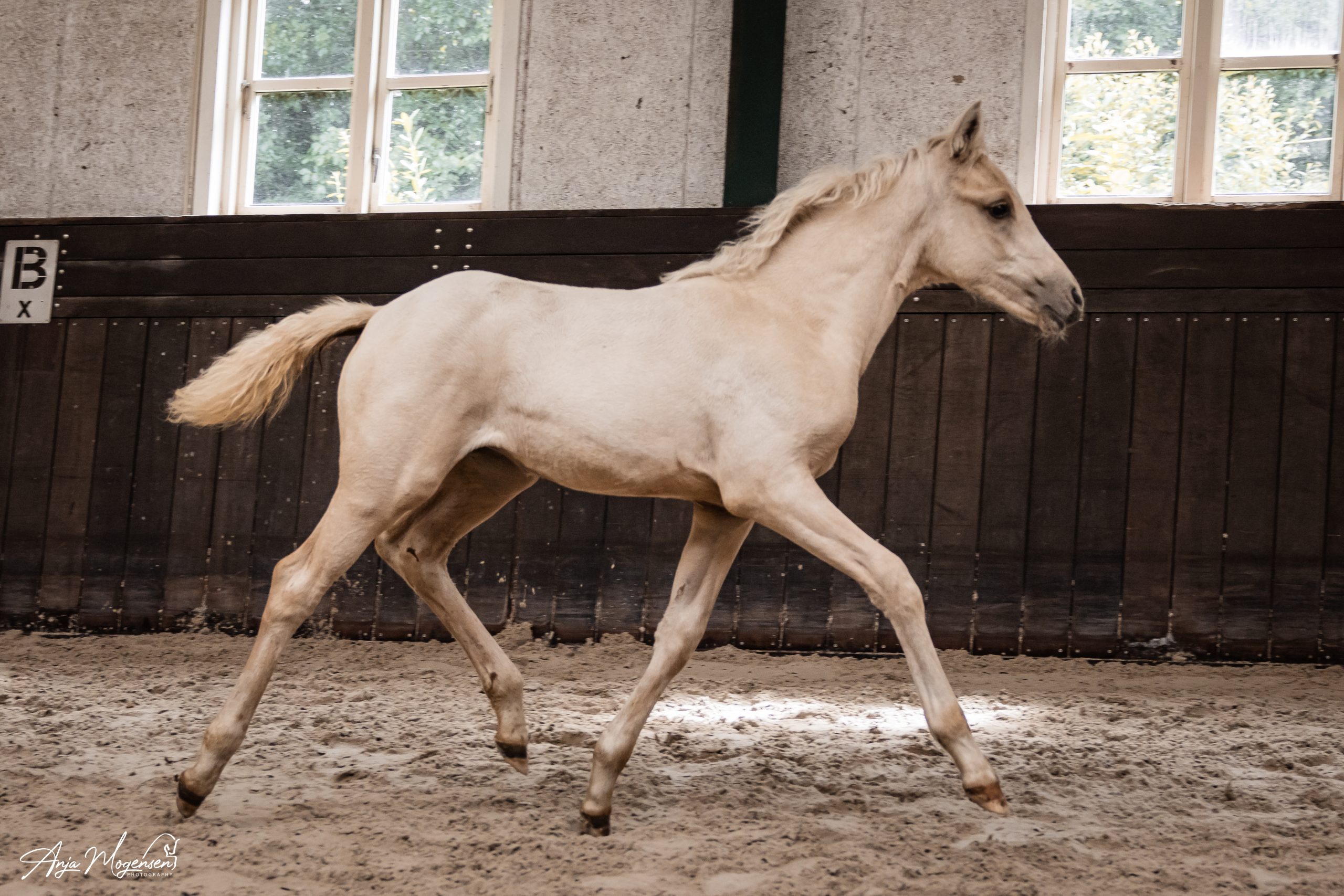 Tårup´s Merveille Blanche