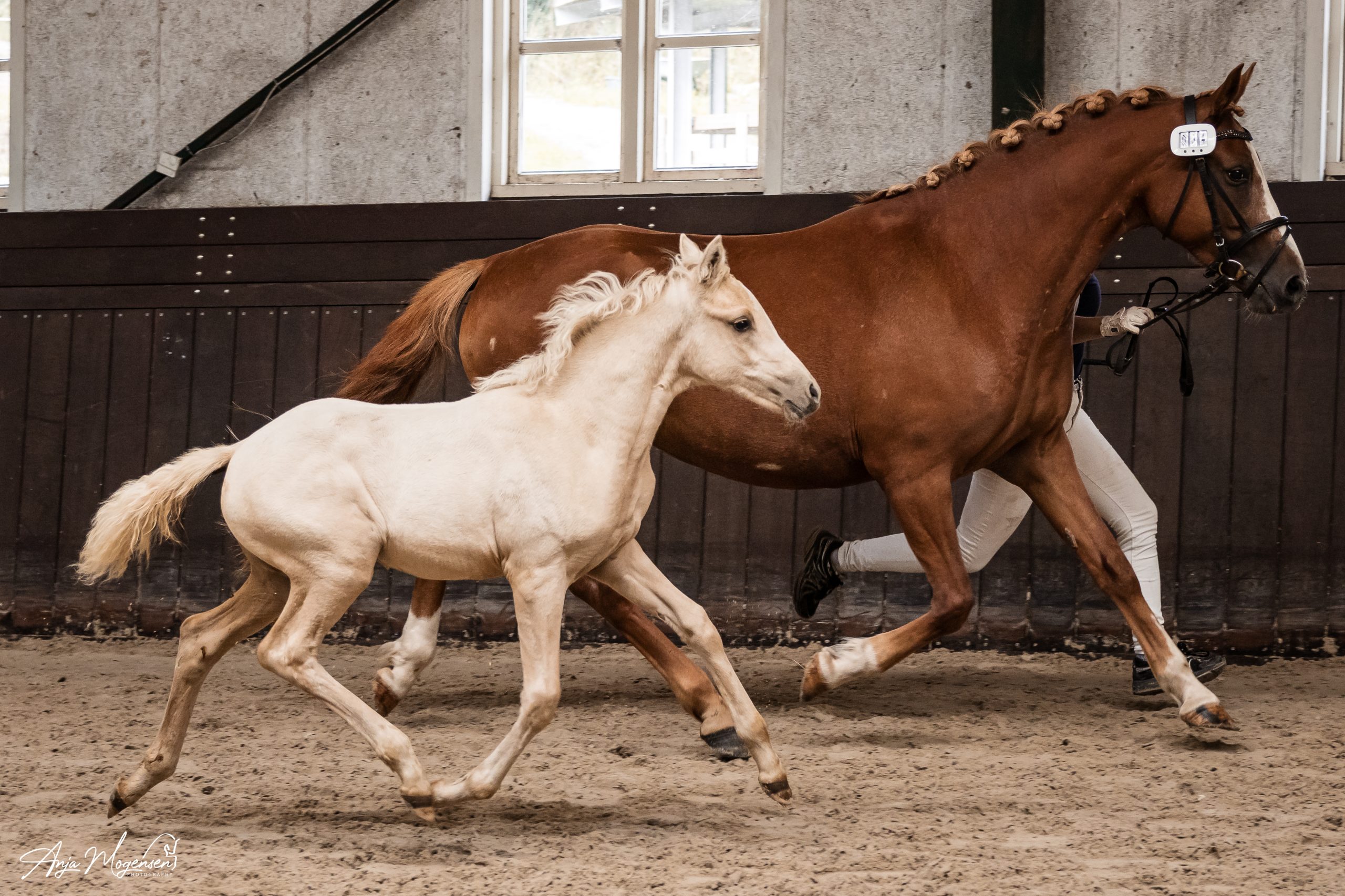 Tårup´s Merveille Blanche